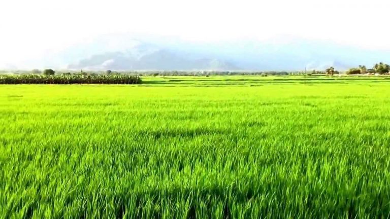 खुम्रे किराले बाली काट्दा किसान चिन्तित