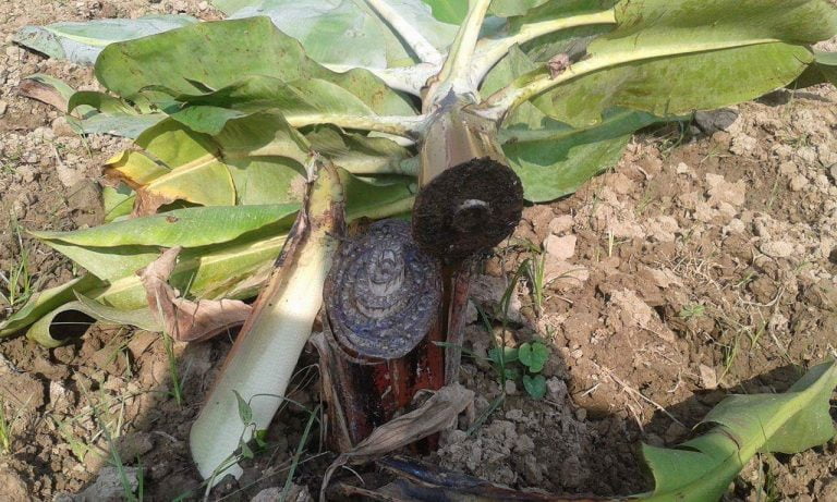 केराकाे बाेट काटेर किसानकाे लाखाैंकाे नाेक्सानी