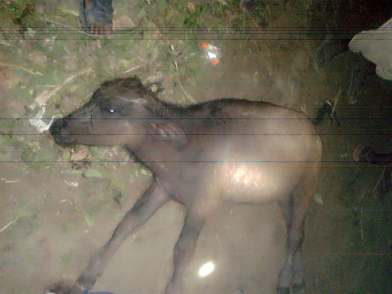 करेन्ट लागेर सुस्तामा एक भैंसीको मृत्यु 