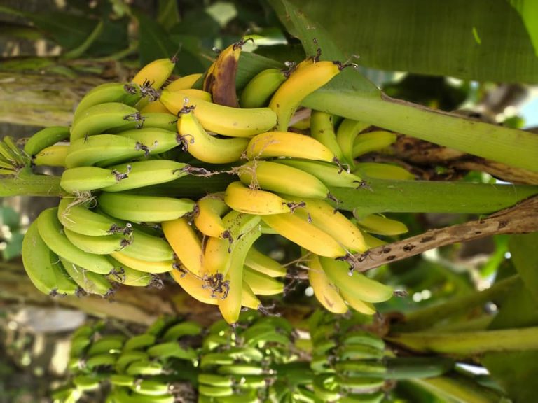 अविरल वर्षाले सबभन्दा बढि मारमा किसान, धान र केरा प्रभावित, फाेटाे फिचर …..