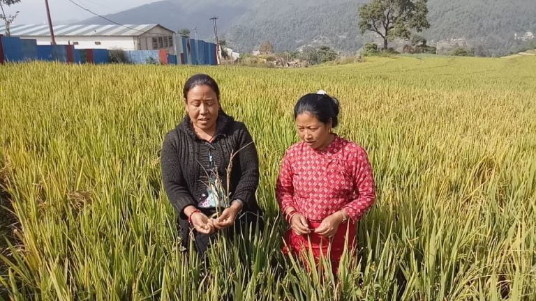 चिनियाँ धानको बीउले तौथलीडाँडाका किसानलाई डुबायो