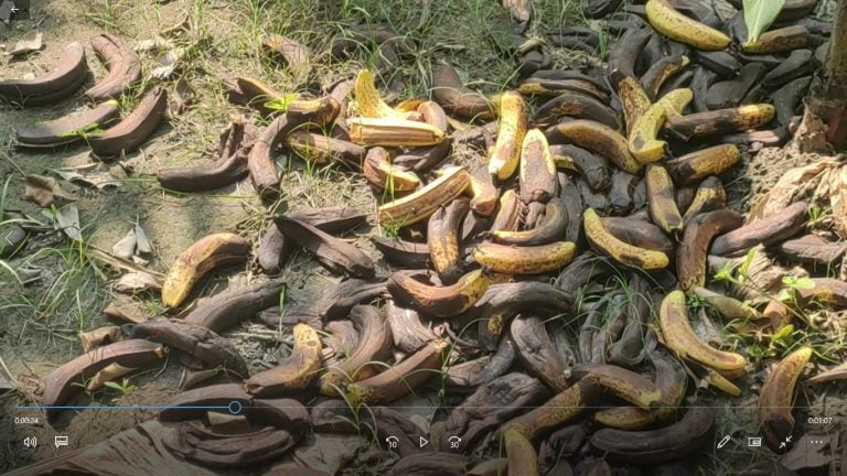 केरा बगानमै कुहिन थाल्याे, कारण विवरण सहित …..