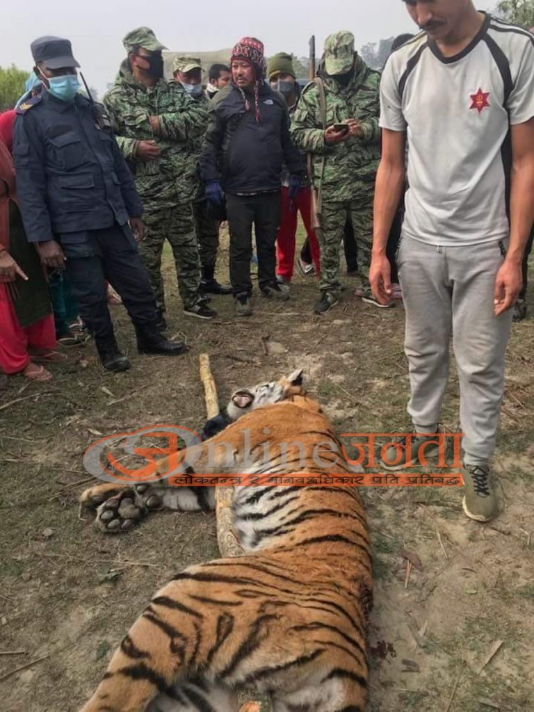 नवलपरासीमा सामुदायिक वन क्षेत्रमा गोली लागेको पाटे बाघ मृत फेला