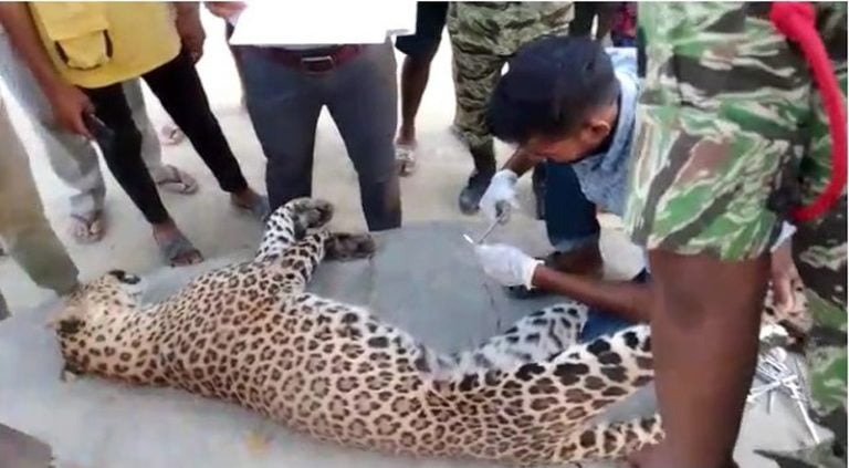 सेमरी इप्रकामा चितुवाकाे पाेष्टमार्टम