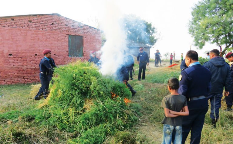 अवैध लागूऔषध गाँजाको धुलो बरामद