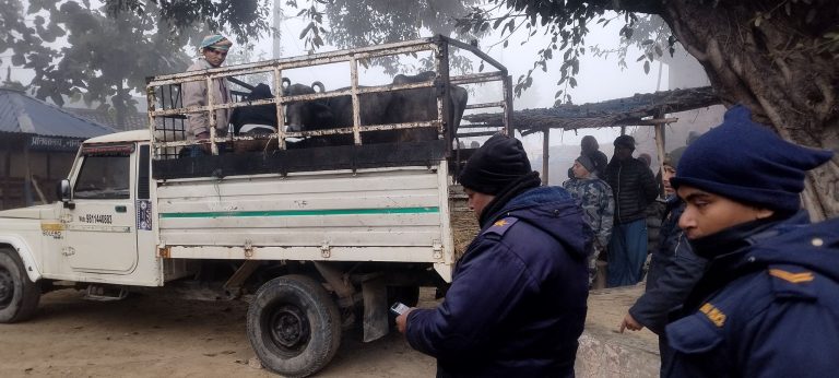 नवलपरासीमा लागु औषधि र भैंसीपाडा बरामद